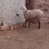 بره قوچی وتقلی|حیوانات مزرعه|بیرجند, |دیوار