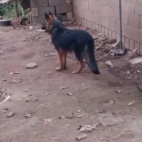 حیوانات|سگ|تولم شهر, |دیوار