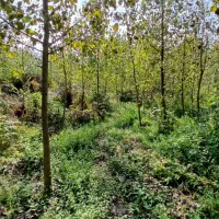 ۴۹۰۰هزار متر تخمینی زمین همراه با ۱۰۰۰تادرخت صنوبر|فروش زمین و ملک کلنگی|احمدسرگوراب, |دیوار