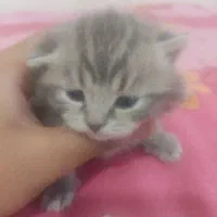 گربه نژاد اسکاتیش