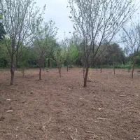 فروش زمین ۸۵۰ متری بابل روستای کشتلی میدان سر