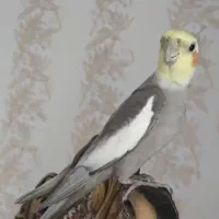 عروس هلندی نر|پرنده|دالاهو, |دیوار