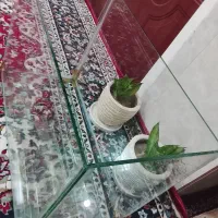 فروش آکواریوم سالم ونو