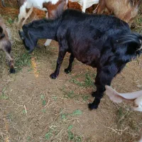 دوعددبز دو وسه قلوزا