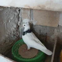 فروش چن عددکبوتر|پرنده|دهدشت, |دیوار