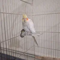 عروس هلندی و مرغ عشق|پرنده|کرمان, |دیوار