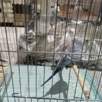 مرغ عشق معاوضه