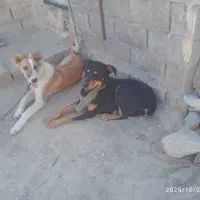 دوبرمن صحرایی و سگ گله ای|سگ|بندر گناوه, |دیوار