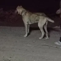 سگ گله ای|سگ|تربتحیدریه, یحیی آباد|دیوار