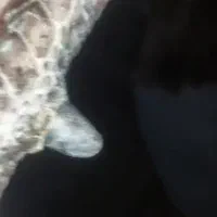 بوقلمون خرت ۲ساله|حیوانات مزرعه|سقز, |دیوار