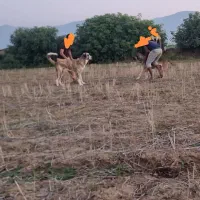 واگذاری سگ پژدر 5ساله|سگ|جلین, |دیوار