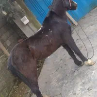 اسب 5ساله خزری