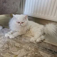 گربه پرشین|گربه|کرمان, |دیوار