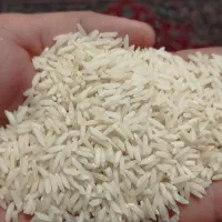 برنج هاشمی محصول شالیزار خودم