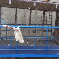 قفس اهنی