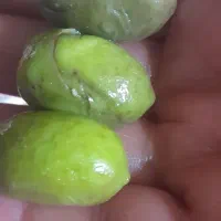 زیتون روغنی|خوردنی و آشامیدنی|لاهیجان, طالقانی|دیوار