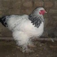 پرنده خانگی|حیوانات مزرعه|خان ببین, |دیوار