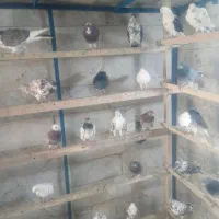 ۷۰ طوق کبوتر پرشی.پرنده سرای ملارد|پرنده|ملارد, |دیوار