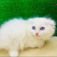 کلکسیونی از نژادهای لوکس و اصیل در Naz Cat House|گربه|تبریز, |دیوار