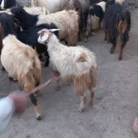 فروش بز جوان|حیوانات مزرعه|دهگلان, |دیوار