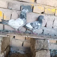 کفتر|پرنده|ایرانشهر, |دیوار