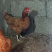 تخم مرغ محلی|حیوانات مزرعه|رودبنه, |دیوار