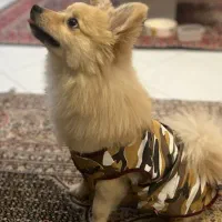 سگ پامرانین نر|سگ|کرج, گوهردشت|دیوار