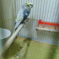 مرغ عشق رینبو معاوضه بافنچ مولد