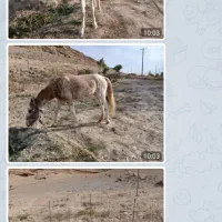 اسب مادیون آروم