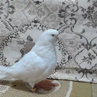 تهرانی چش نوک سفید|پرنده|شهرکرد, |دیوار