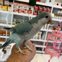 طوطی راهب سخنگو|پرنده|آمل, |دیوار