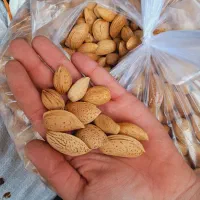 گردوی و بادام درختی خشک