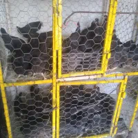 فروش مرغ و خروس کاکلی و جوجه جهادی مشکی