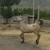 مادیان|اسب و تجهیزات اسب‌سواری|مشگین شهر, |دیوار