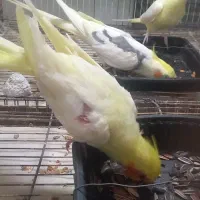 عروس هلندی ماده رام و چلوندنی|پرنده|بابل, |دیوار