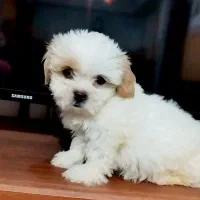 واگذاری شیتزوسوپرفلت اصیل