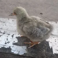 جوجه‌لاری‌‌‌ده‌روزه