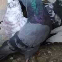 کفتر پلاکی سالم|کلکسیون و سرگرمی|ابهر, |دیوار