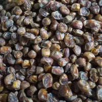 خرما برحی درجه یک