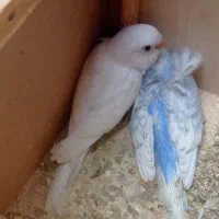 یک جفت مرغ عشق با جوجه و دوجفت پروانه‌ای مولد
