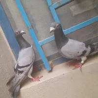 کبوتر|پرنده|سراوان, |دیوار