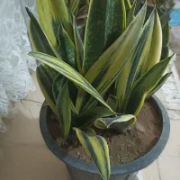 گل سانسوریا