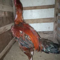 خروس لاری نسل دار|حیوانات مزرعه|گمیشان, |دیوار