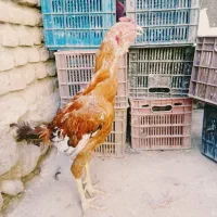 خروس لاری اصل