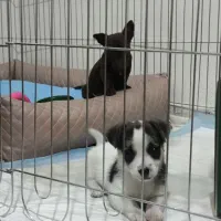 جک راسل|سگ|مشهد, ادیب نیشابوری (شهرک غرب)|دیوار