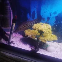 ماهی نایف چاقو ماهی|ماهی|بروجرد, |دیوار