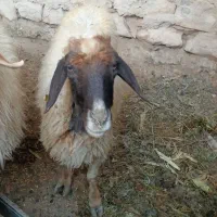 فروش گوسفند