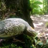 عروس هلندی سخنگوی