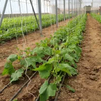 فروش فوری یک واحد گلخانه طرح اسپانیایی