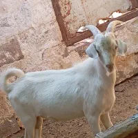 کهره نر سانون اصل درجه یک|حیوانات مزرعه|سیرجان, |دیوار
